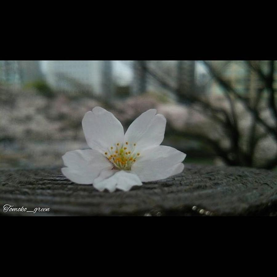 Flower Photograph - Instagram Photo #81459689021 by Tomoko Takigawa