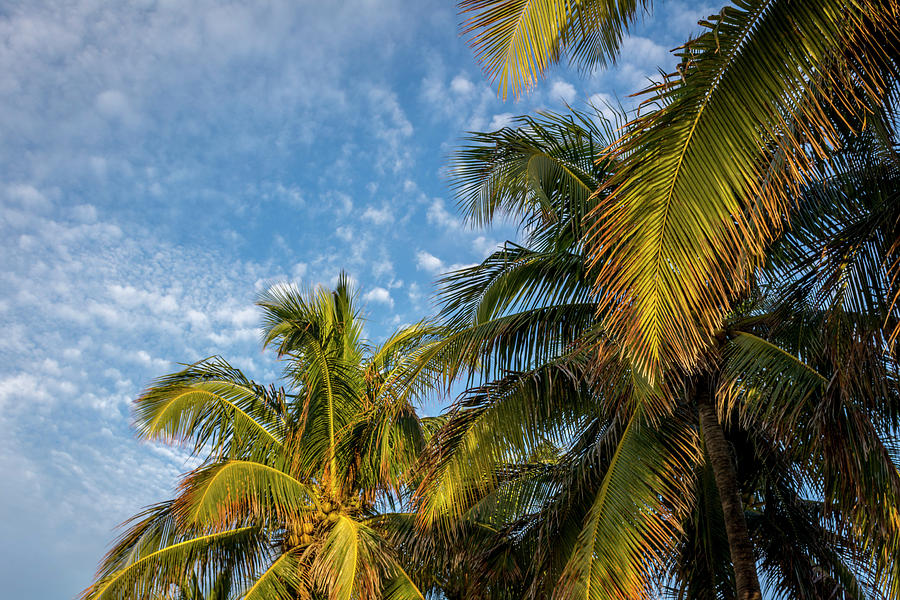 Clouds Photograph - 8167- Palm Tree by David Lange