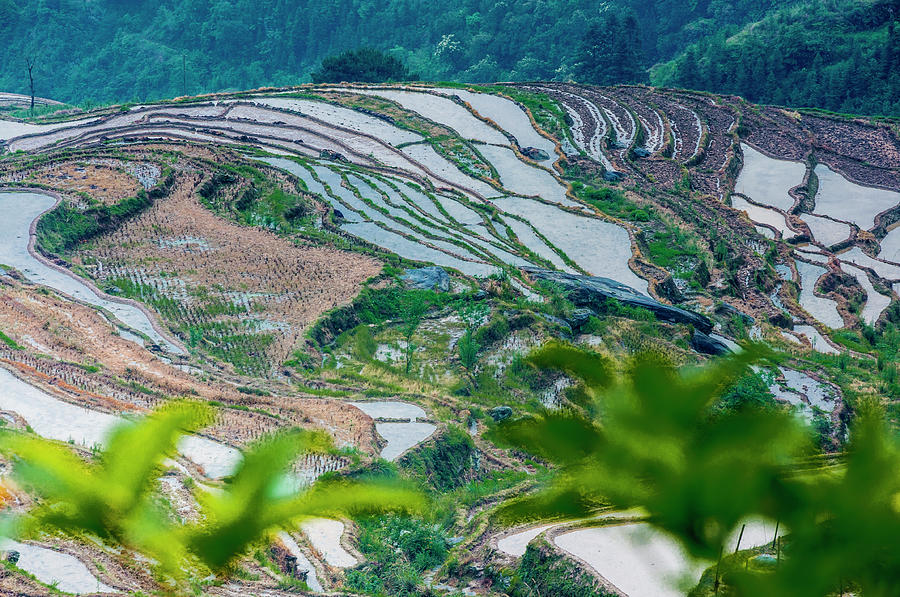 Longji terraced fields scenery #82 Photograph by Carl Ning