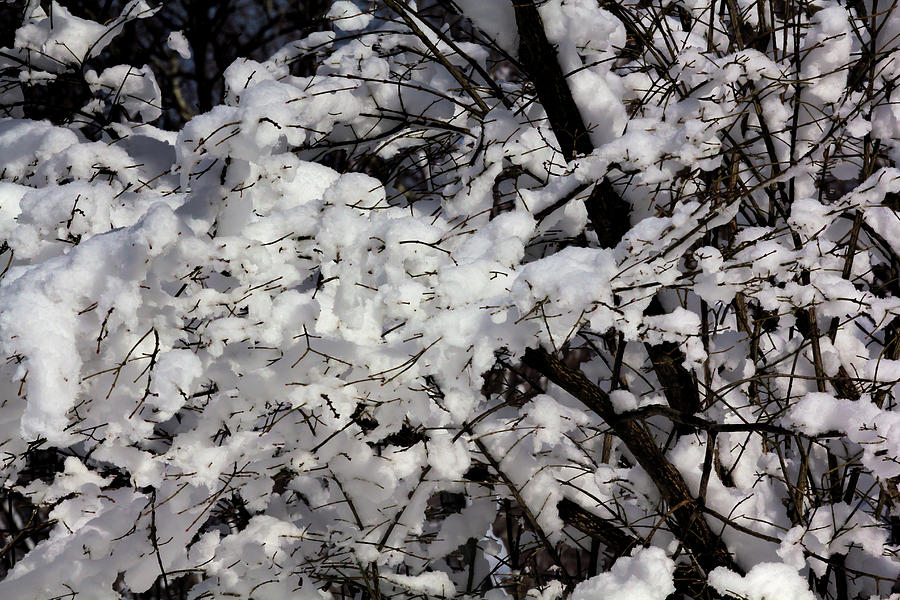 Snow and Branches #82 Photograph by Robert Ullmann