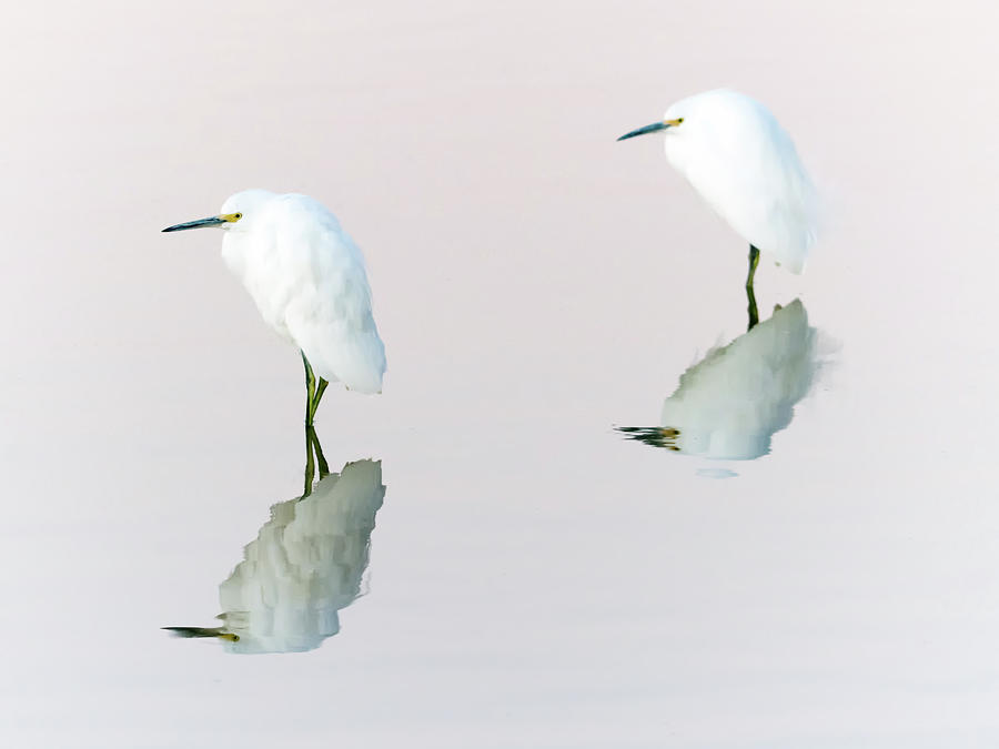 Snowy Egrets #6 Photograph by Tam Ryan