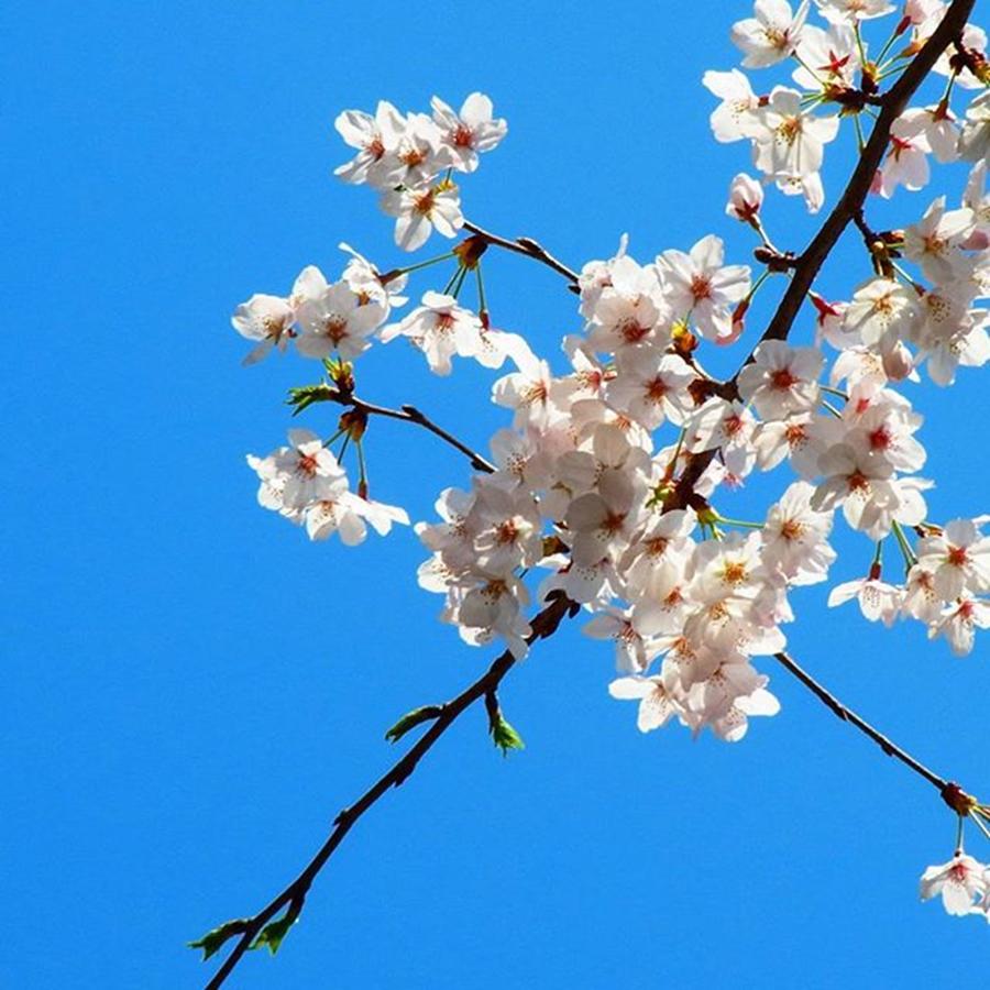 Spring Photograph - Instagram Photo #821460647001 by Toshiyuki Murakami