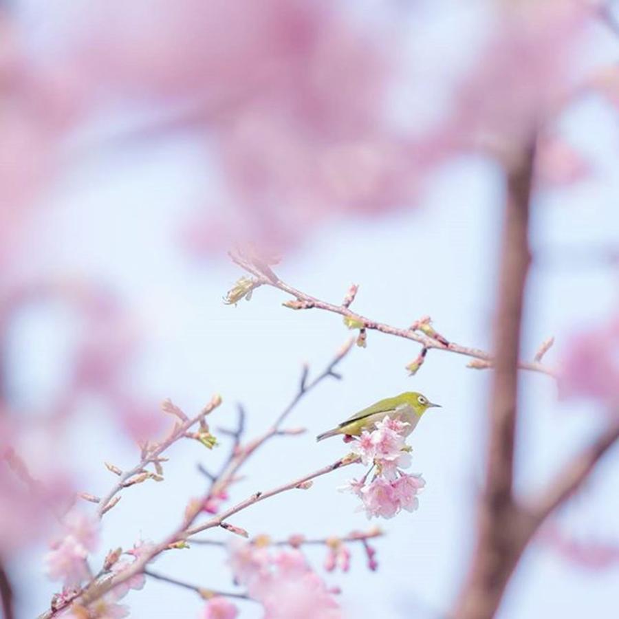 Flower Photograph - #flowers #floral #pale #nature #83 by Toshinori Inomoto