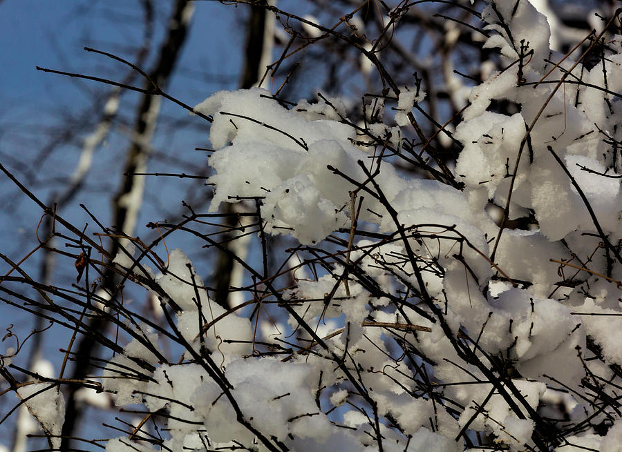 Snow and Branches #83 Photograph by Robert Ullmann