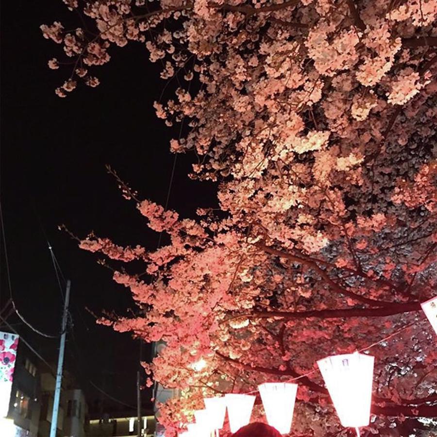 Cherryblossoms Photograph - Instagram Photo #831554646289 by Yuko Mikage