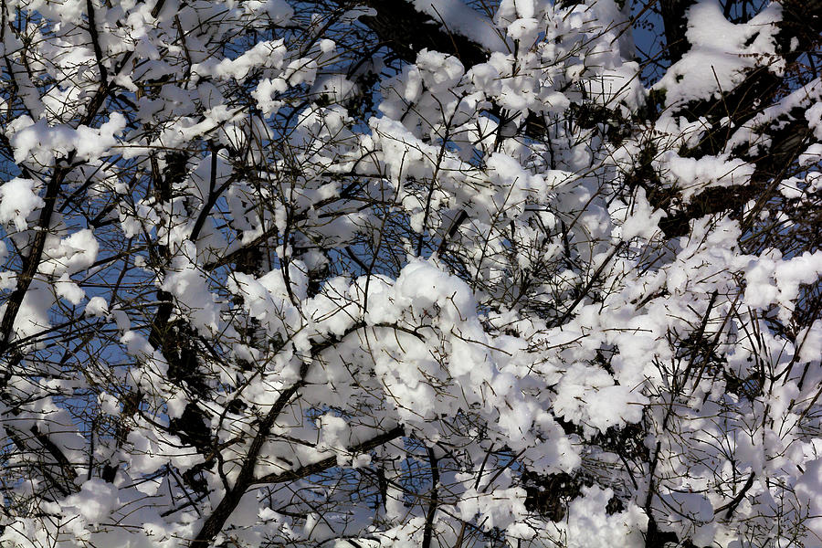 Snow and Branches #84 Photograph by Robert Ullmann