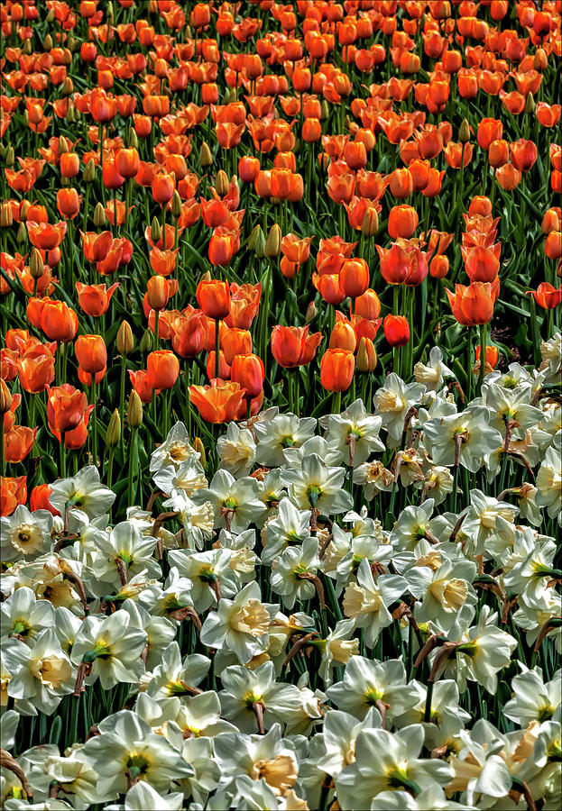 Tulips #84 Photograph by Robert Ullmann