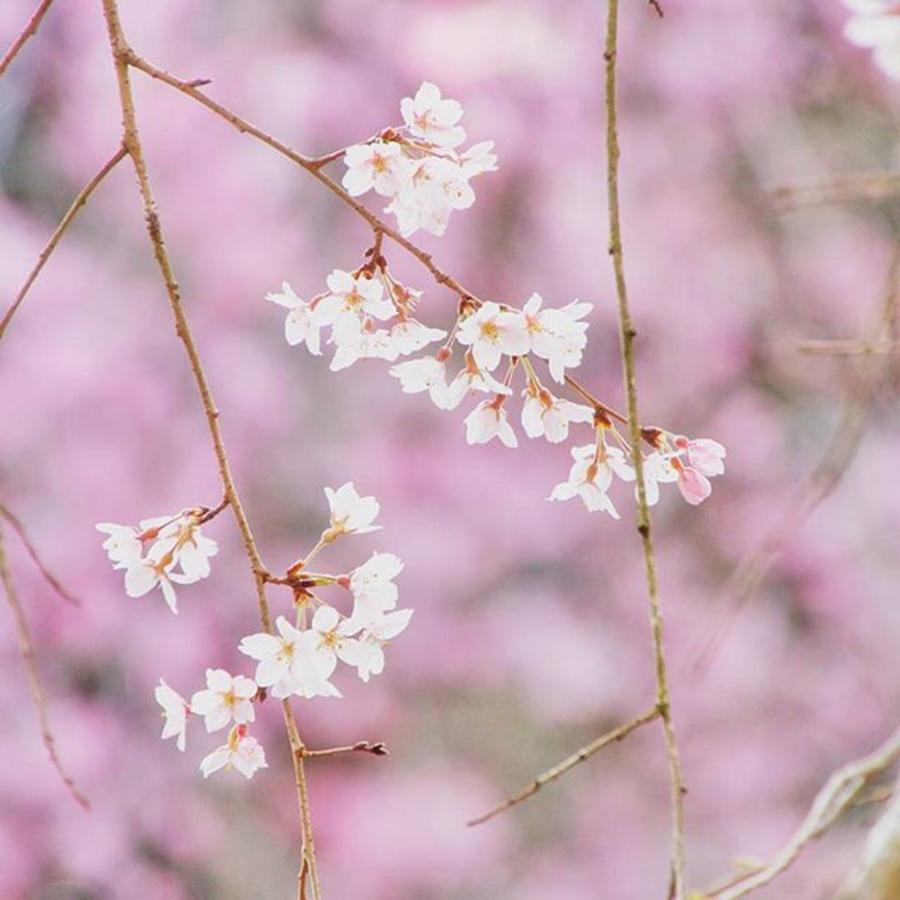 Flowers Still Life Photograph - Instagram Photo #841459435882 by Hidemi Yamamoto