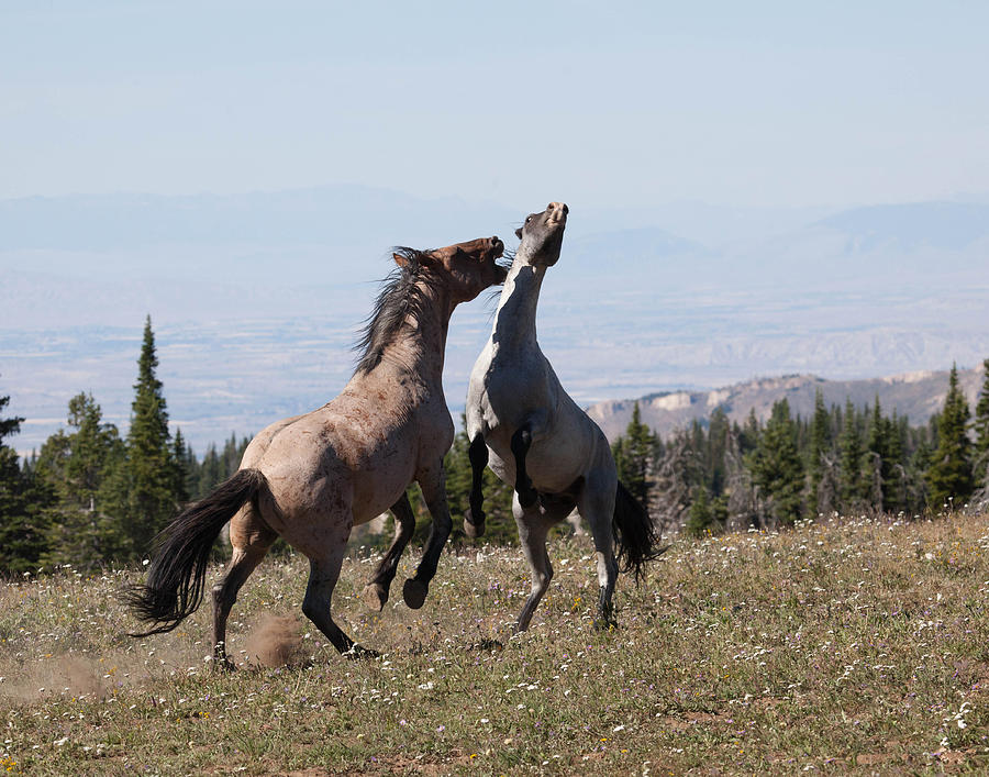 Pryor Mountain Horses Photograph by Eleszabeth McNeel - Fine Art America