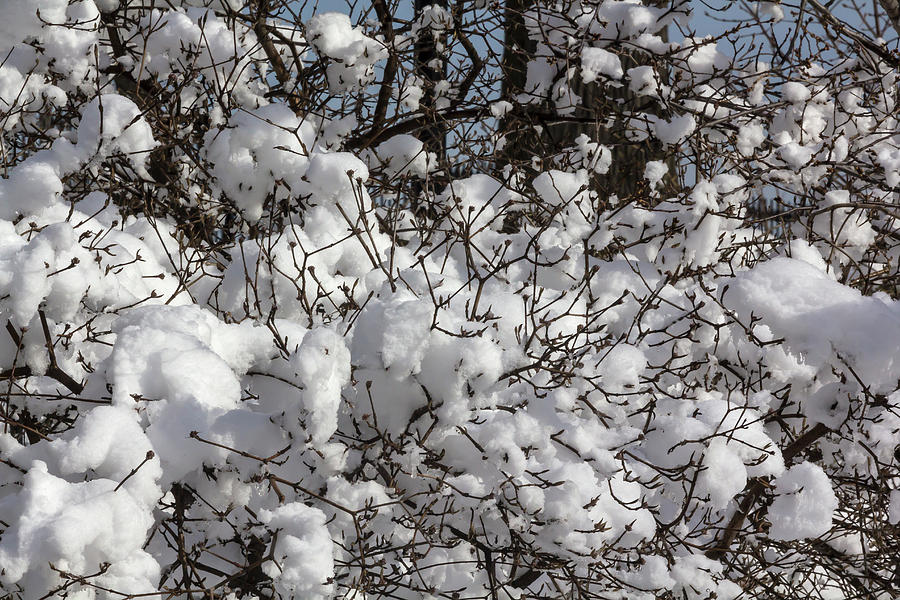 Snow and Branches #85 Photograph by Robert Ullmann