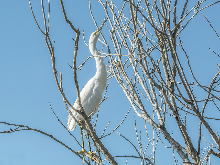 Snowy  Egret #85 Photograph by Tam Ryan