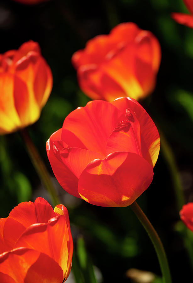 Tulips #85 Photograph by Robert Ullmann
