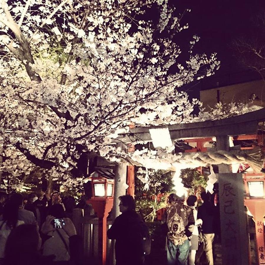 Cherryblossom Photograph - Instagram Photo #851459651239 by D H