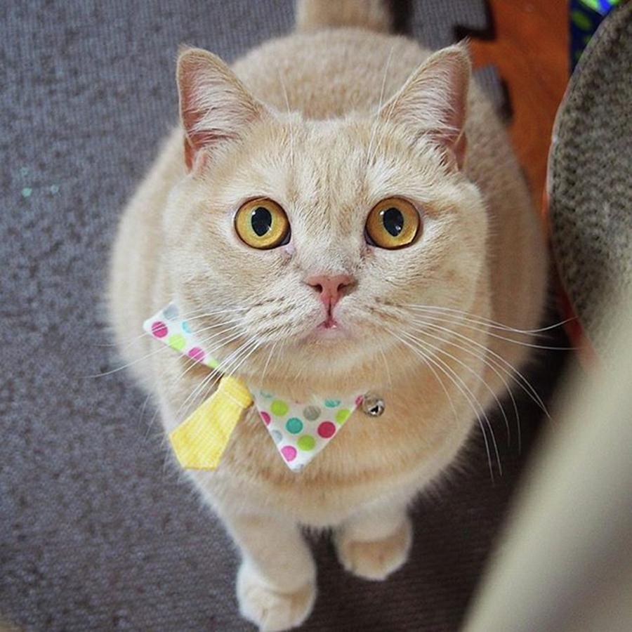 Cat Photograph - Instagram Photo #851475421989 by Miru Yuki