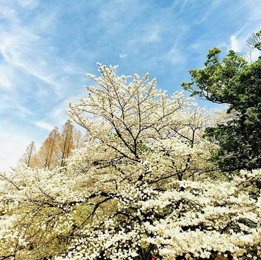 Nature Photograph - Shinjyuku Gyoen cherryblossom white by Yuko Mikage