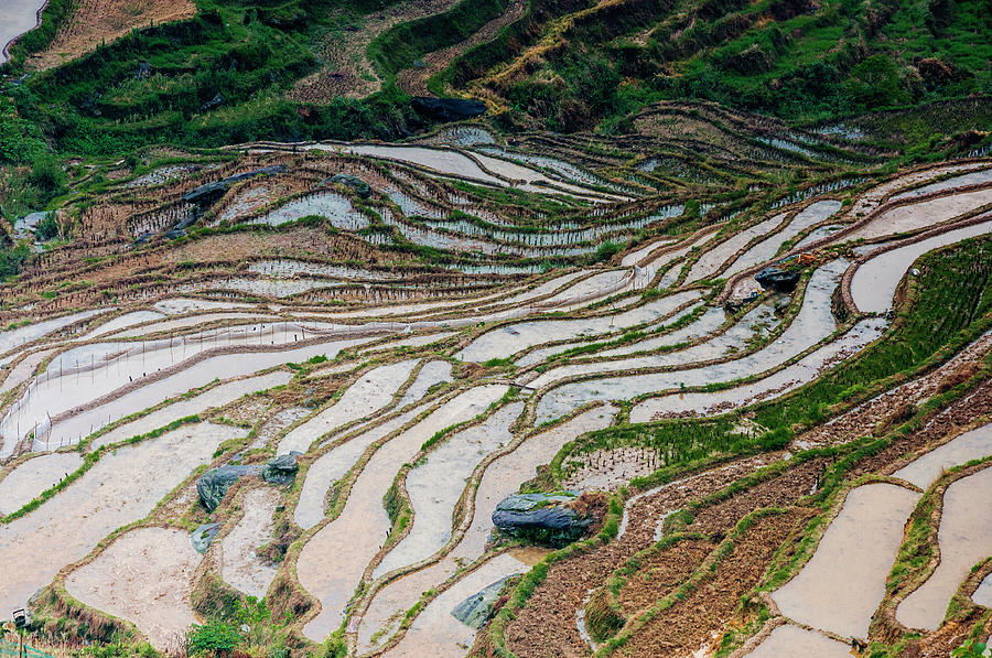 Longji terraced fields scenery #86 Photograph by Carl Ning