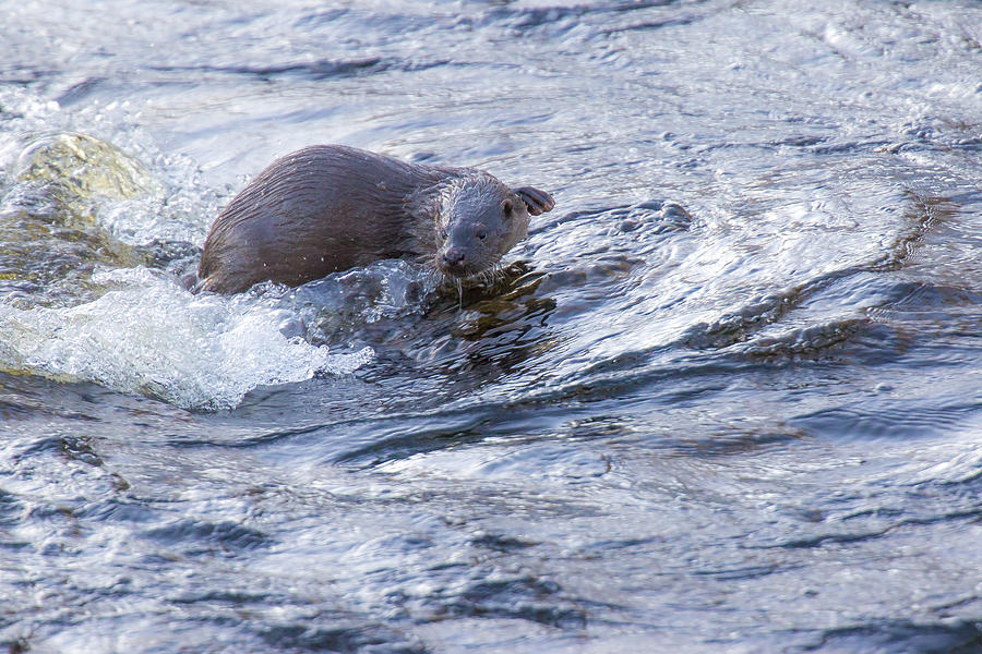 Nature Photograph - Otter #86 by Borje Olsson