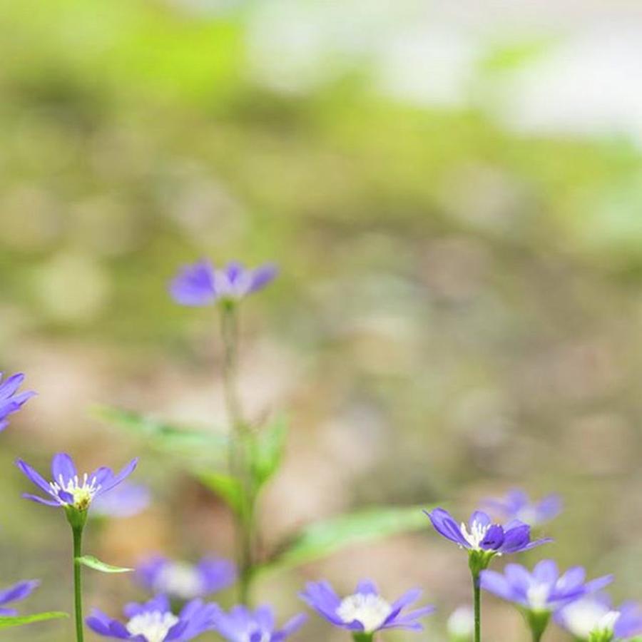 Spring Photograph - Instagram Photo #861480930325 by Masashi Matsuno