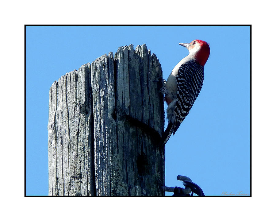 #8668 Woodpecker #8668 Photograph by Barbara Tristan