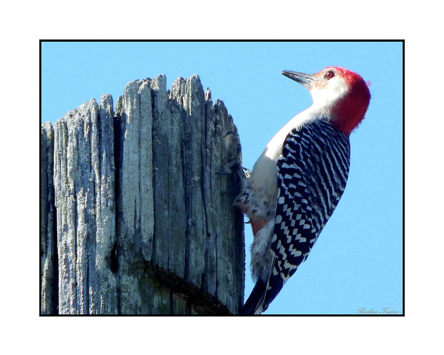 #8669 Woodpecker #8669 Photograph by Barbara Tristan