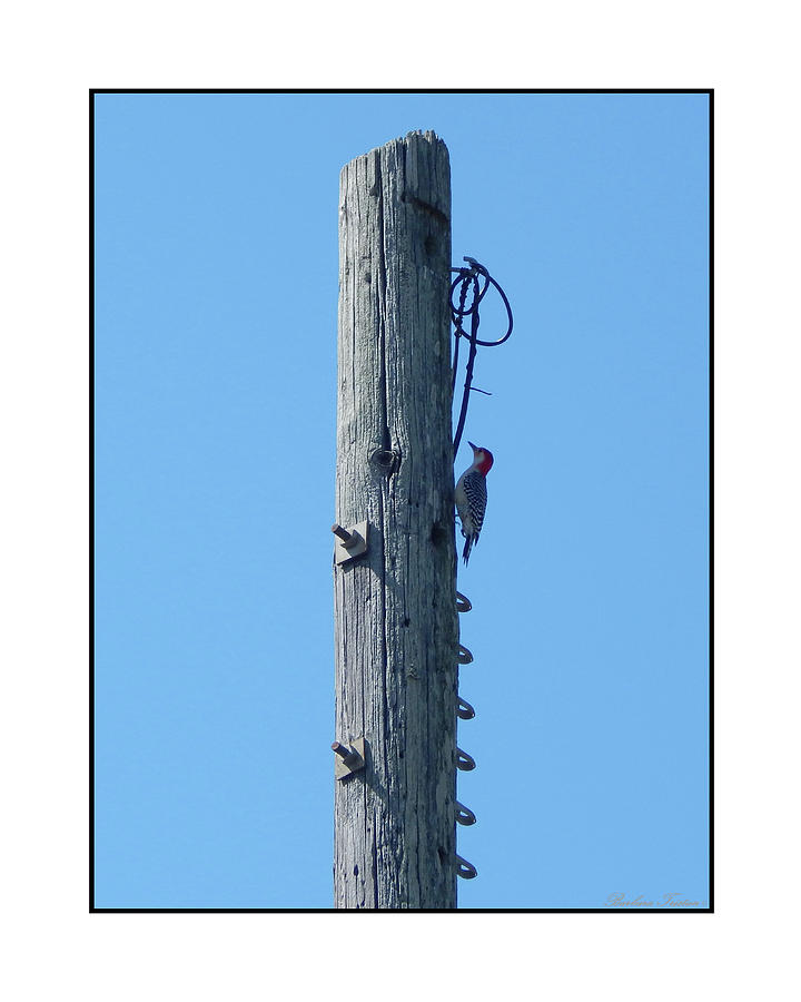 #866X Woodpecker Photograph by Barbara Tristan