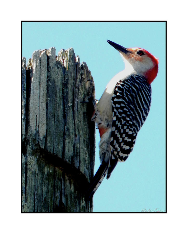 #8670 Woodpecker #8670 Photograph by Barbara Tristan