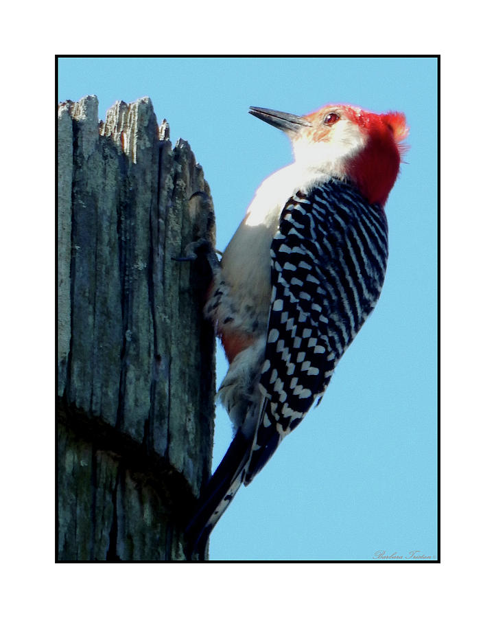 #8671 Woodpecker #8671 Photograph by Barbara Tristan