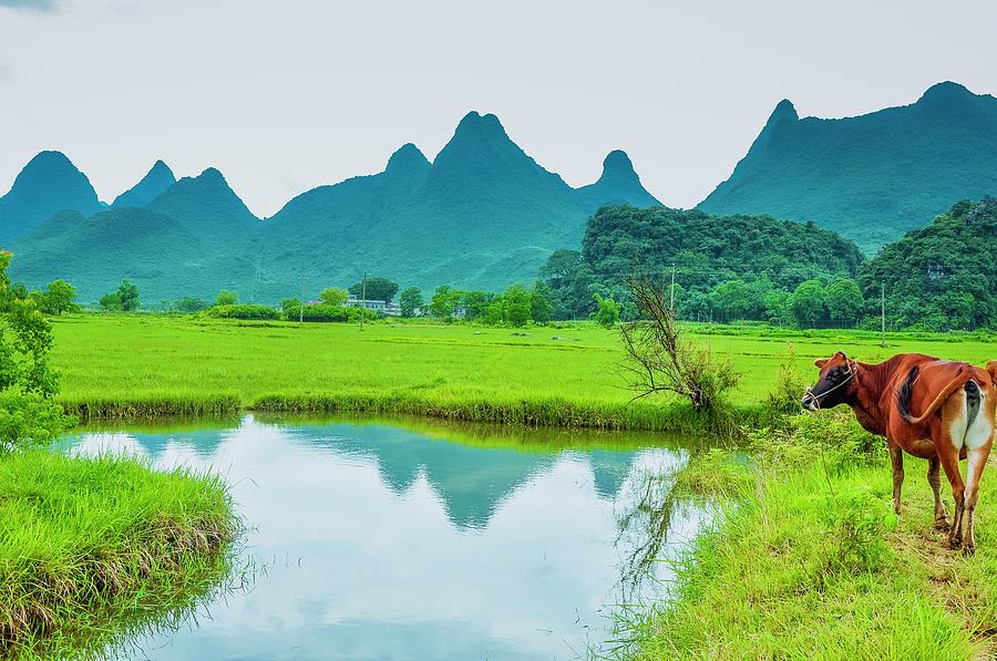 Karst rural scenery in spring #88 Photograph by Carl Ning