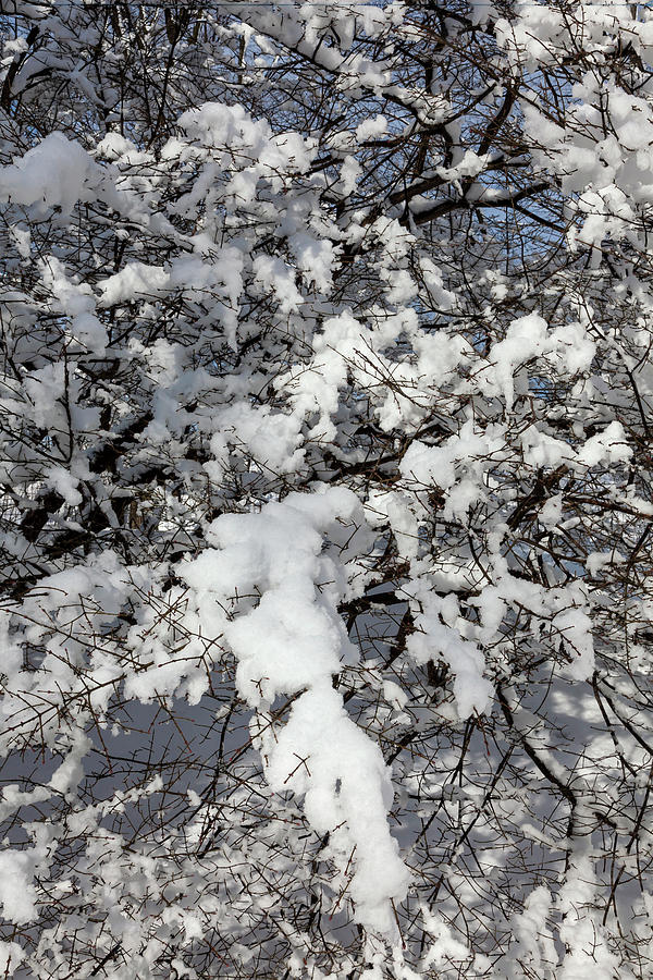 Snow and Branches #88 Photograph by Robert Ullmann
