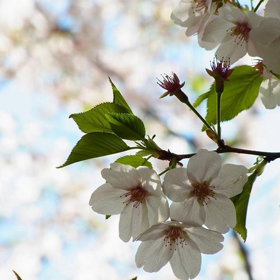 Spring Photograph - Instagram Photo #881460647012 by Toshiyuki Murakami