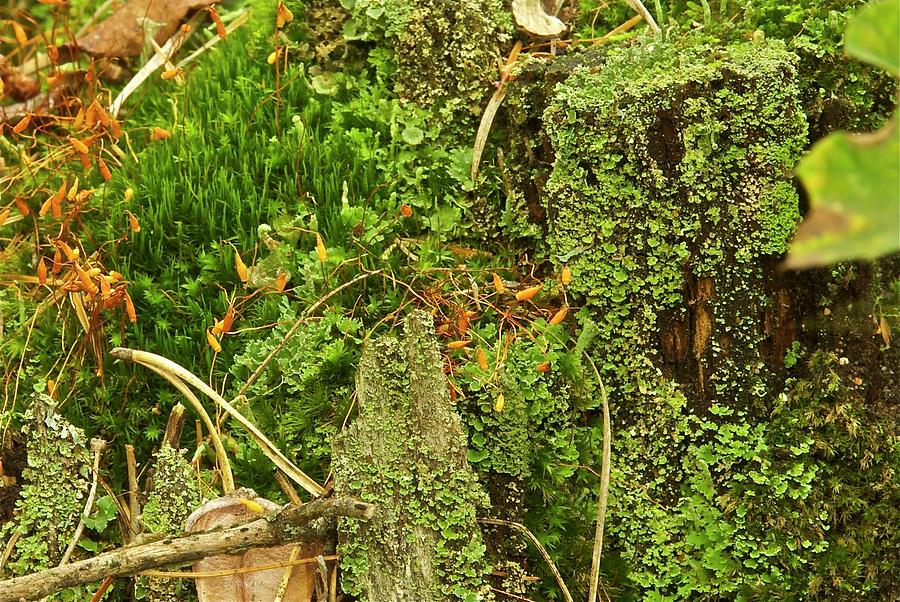 Mosses and Liverworts 8861 Photograph by Michael Peychich