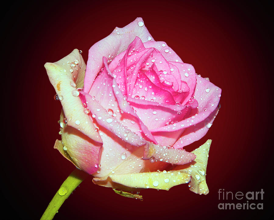 Nice Rose Photograph by Elvira Ladocki - Fine Art America