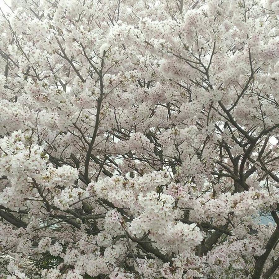 Spring Photograph - Instagram Photo #891511831044 by Miharu Tanaka