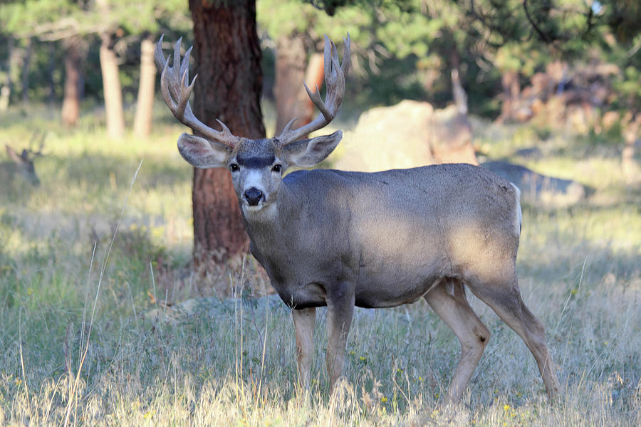 8x8 Mule Deer Photograph by Shane Bechler