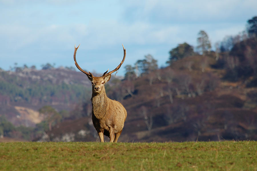  Red deer stag #9 Photograph by Gavin Macrae
