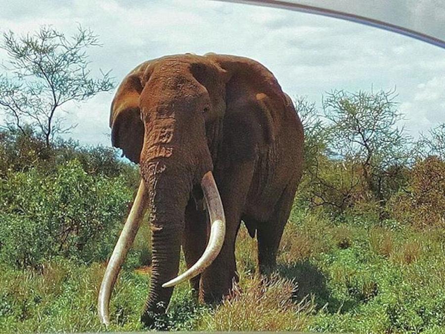 Elephant Photograph - 自然公園外で立派な#牙 #9 by Risa Ishitani