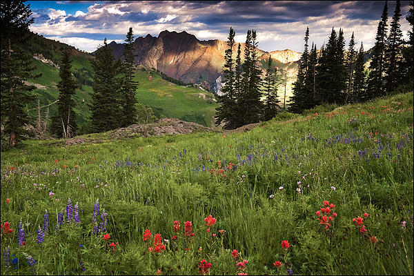 Albion Basin Wildflowers #9 Photograph by Douglas Pulsipher