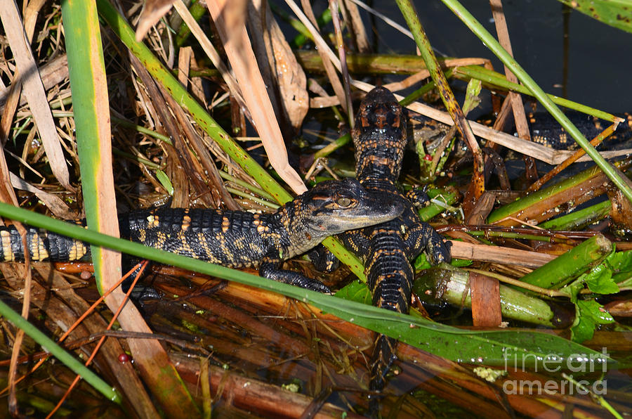 9- Alligator Hatchlings Photograph by Joseph Keane