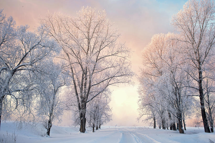 Amazing Landscape With Frozen Snow Covered Trees At Sunrise Photograph ...