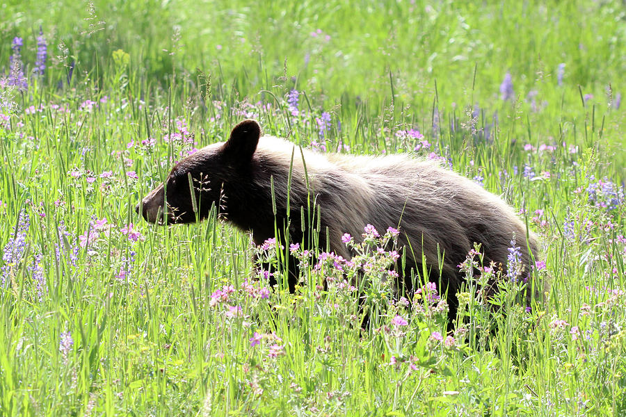 American Black Bear Yellowstone USA #9 Photograph by Bob Savage