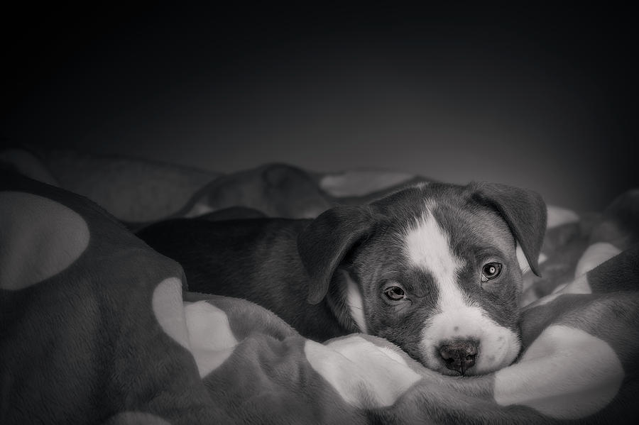 American Pitbull Puppy #9 Photograph by Peter Lakomy