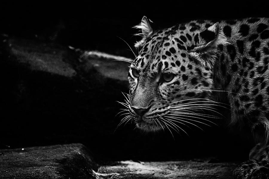 Nature Photograph - Amur Leopard #9 by Martin Newman