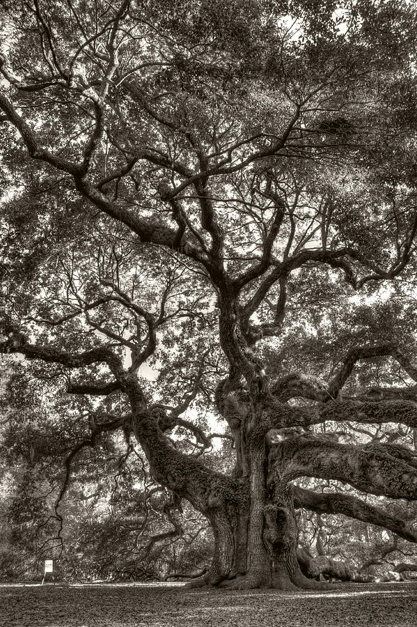 Angel Oak Live Oak Tree #9 Photograph by Dustin K Ryan