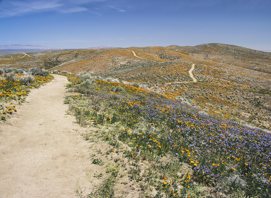 Antelope Valley Poppy Reserve by Beth Taylor Antelope Valley Poppy Reserve by Beth Taylor