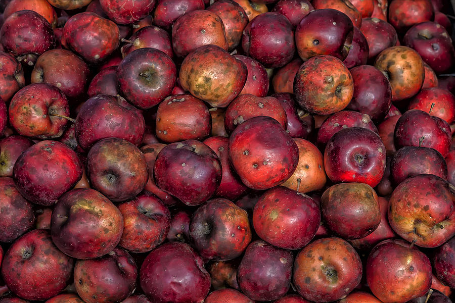 Apples #9 Photograph by Robert Ullmann