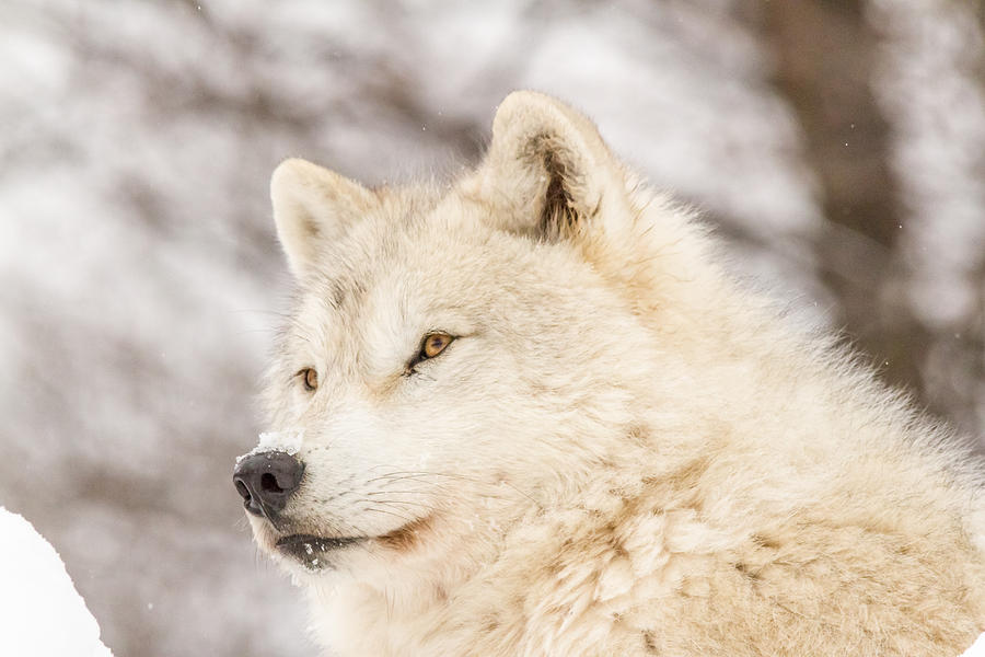 Arctic Wolf #9 Photograph by Josef Pittner
