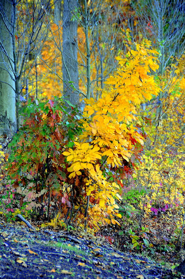 Autumn Colors #9 Digital Art by Aron Chervin