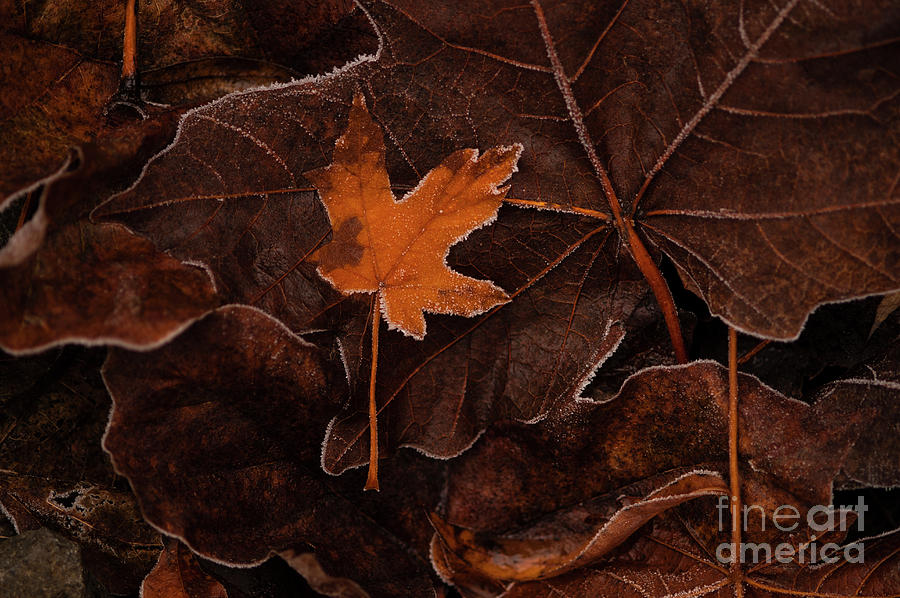 Autumn Leaves #9 Photograph by Jim Corwin