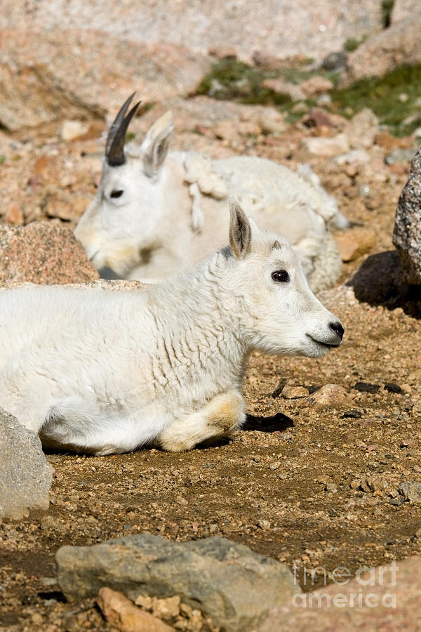 Baby Mountain Goats on Mount Evans #9 Photograph by Steven Krull