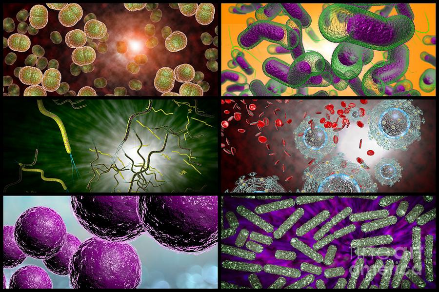 Bacteria Infection Collage Photograph by Ezume Images - Fine Art America